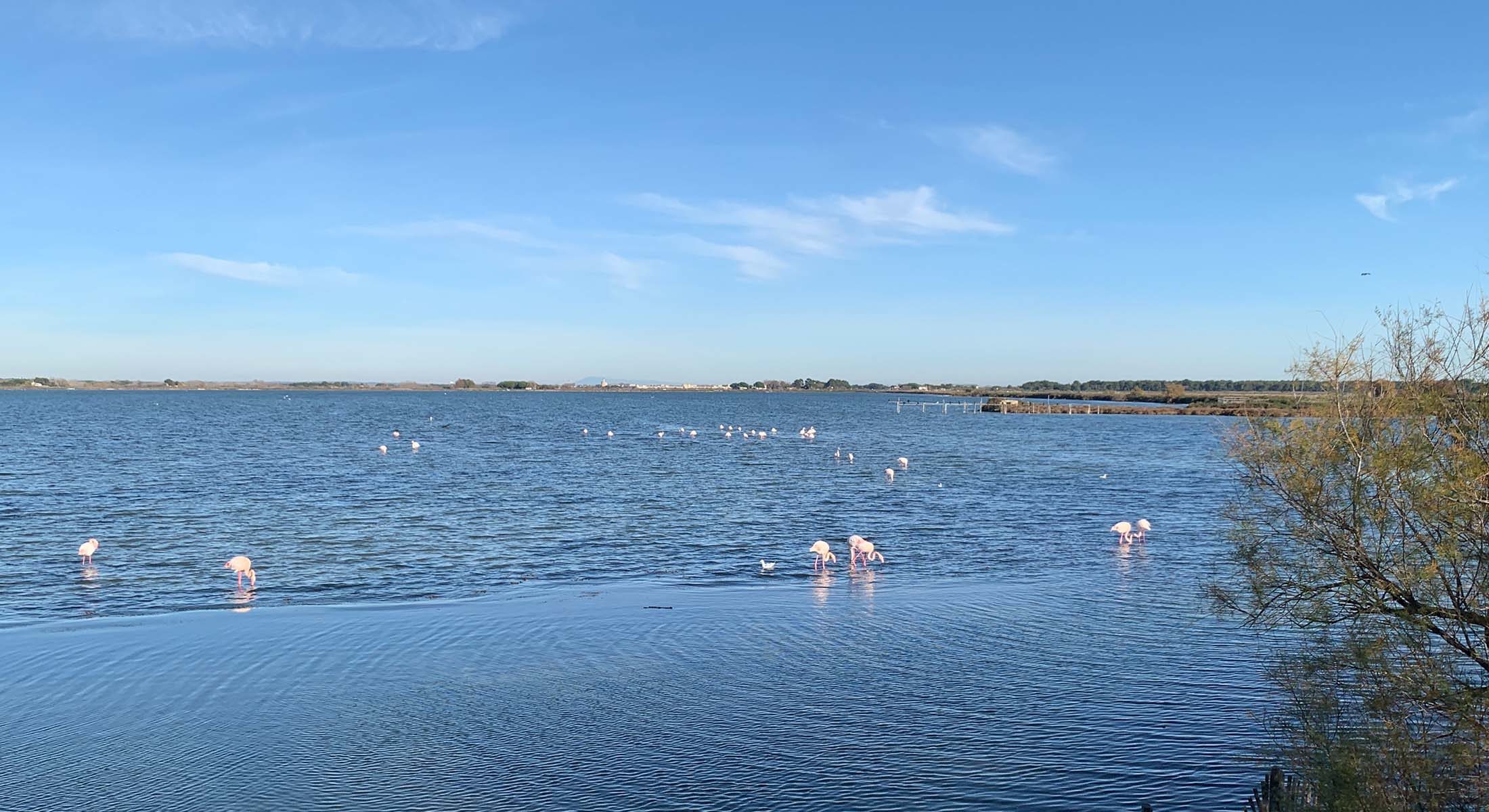 ResidHotel - Visitez la Camargue avec Pierrot le Camarguais